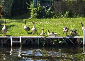 Langer Tag der StadtNatur 2026 (C)Dennis Hahn