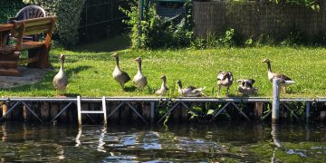 Langer Tag der StadtNatur 2026 (C)Dennis Hahn