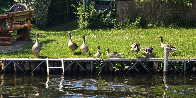 Langer Tag der StadtNatur 2026 (C)Dennis Hahn