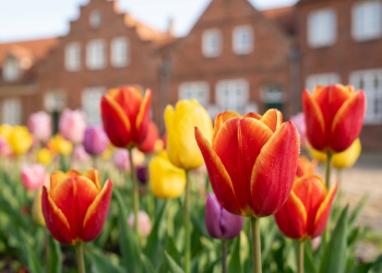 24. Potsdamer Tulpenfest 2026 Ein holländisches Frühlingsmärchen im Herzen Potsdams (C)BerlinMagazine.de AI