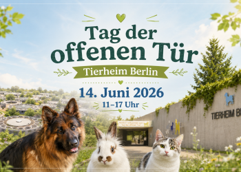 Tag der offenen Tür im Tierheim Berlin 2026 mit Führungen, Familienprogramm, Tierschutz und Tierheim-Adoption